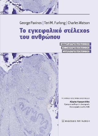 Το εγκεφαλικό στέλεχος του ανθρώπου